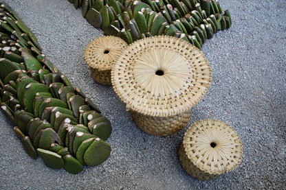 TULE Collection